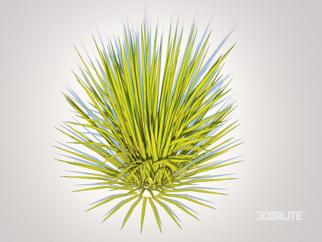 Carex elata – Bowles Golden Sedge Image 4