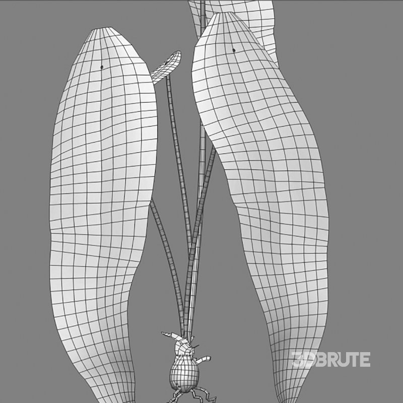 Anthurium warocqueanum Image 7