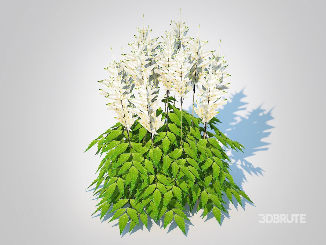 Astilbe-white Image 2