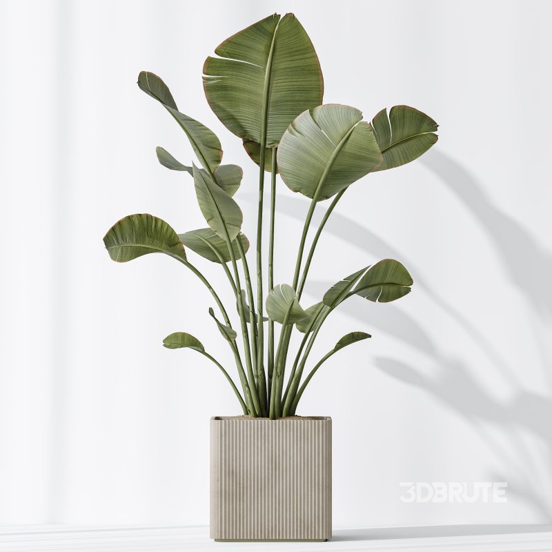 AV Indoor plants set 204 Mission Olive and Ficus Cyathistipula and Lemon Lime Cane Dragon and Banana Strelitzia Nicolai Image 5