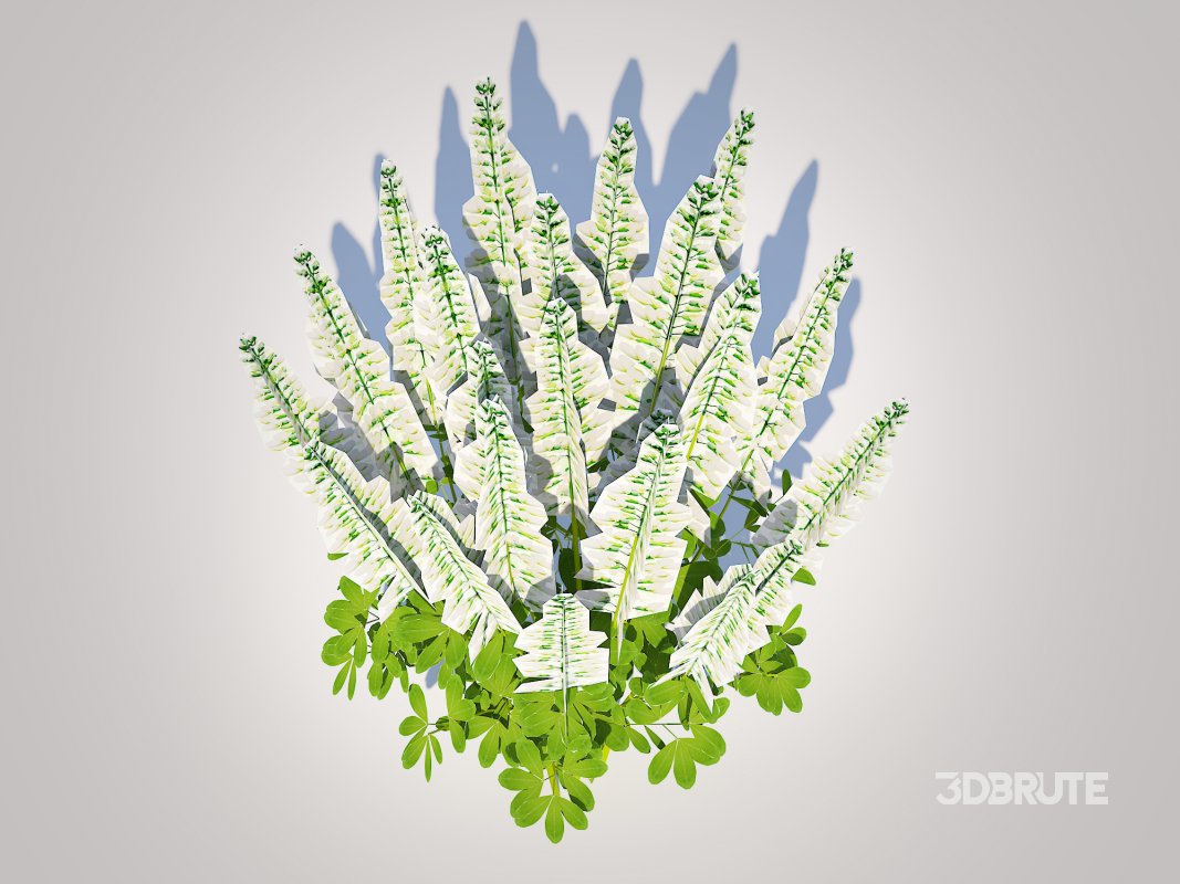 Baptisia australis – False Indigo_White Image 5