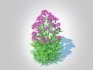Achillea – yarrow purple - Thumbnail 4