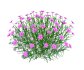 Dianthus plumarius - Thumbnail 1