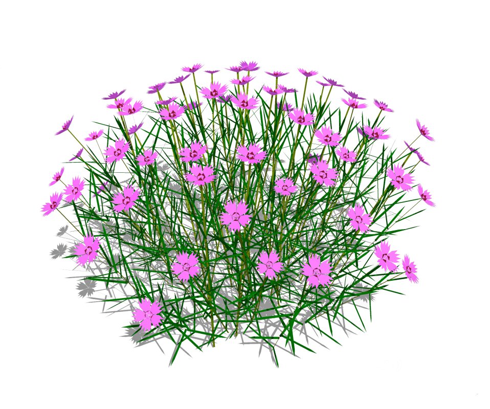 Dianthus plumarius Image 1