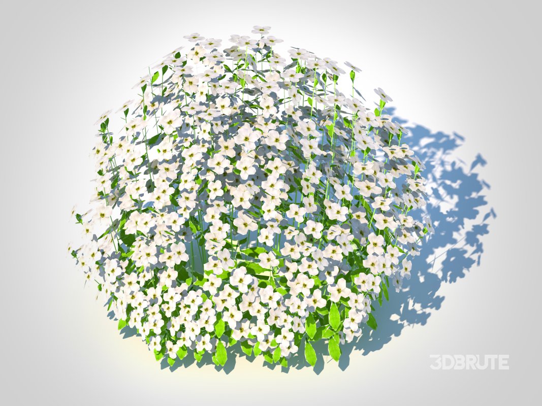 Arabis caucasica -Snow Cap Image 1