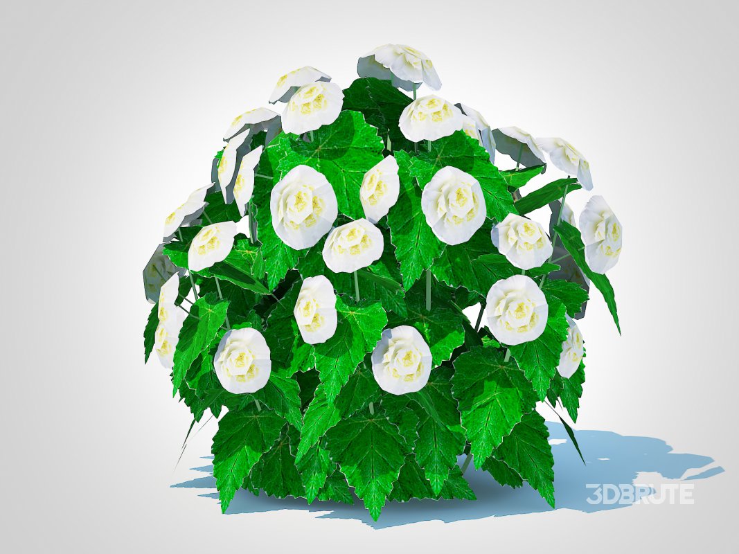 Begonia -White Image 1