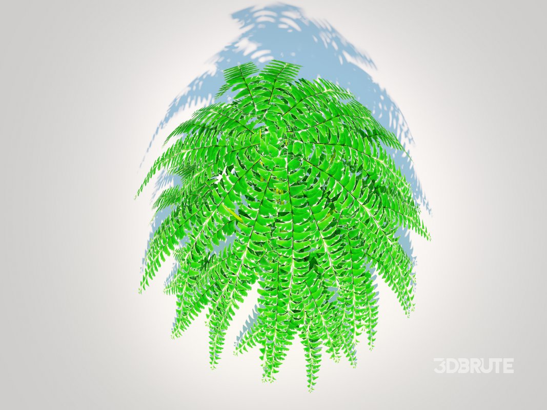 Adiantum pedatum – Maidenhair Fern Image 5