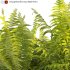 Dryopteris filix-mas – Male fern -01 - Thumbnail 2