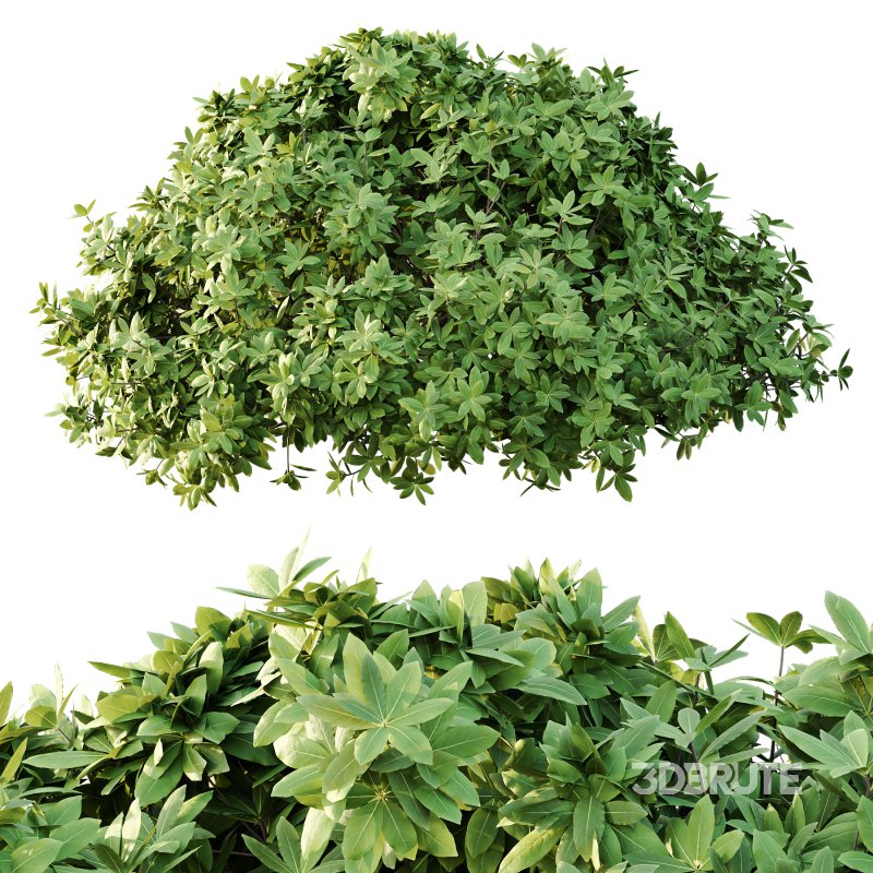 Edgeworthia chrysantha Plant Bush 02 Image 5