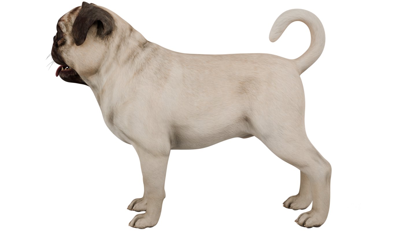 Pug Image 3