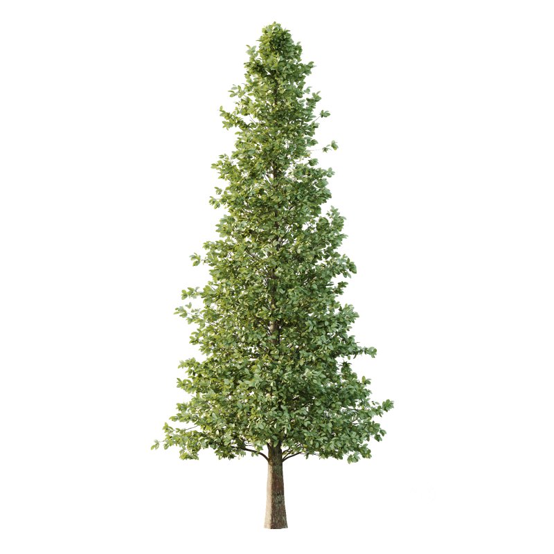 Carpinus Betulus Tree 07 Image 2