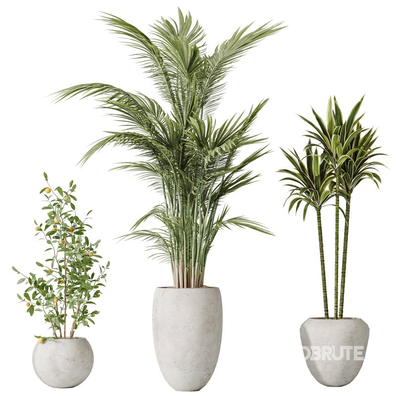 AV Indoor plants set 197 Ficus Bonsai Ginseng and Lemon Lime Cane Dragon and ParadiseBird and Areca Palm Image 3