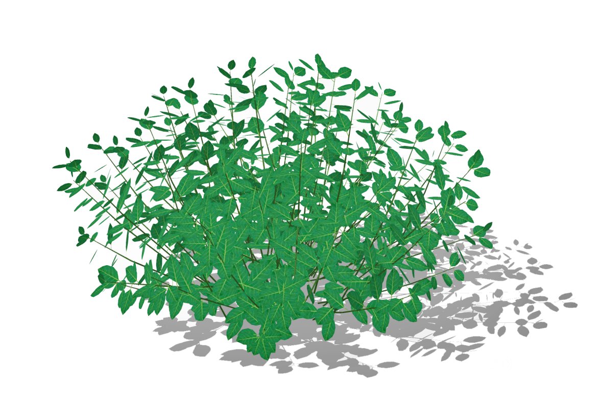 Euonymus Fortunei Image 2