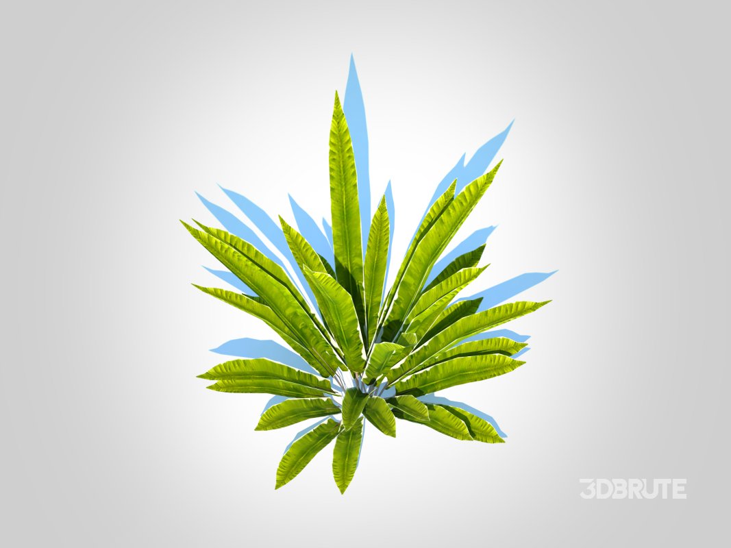 Asplenium scolopendrium – Hart’s-Tongue Fern Image 5