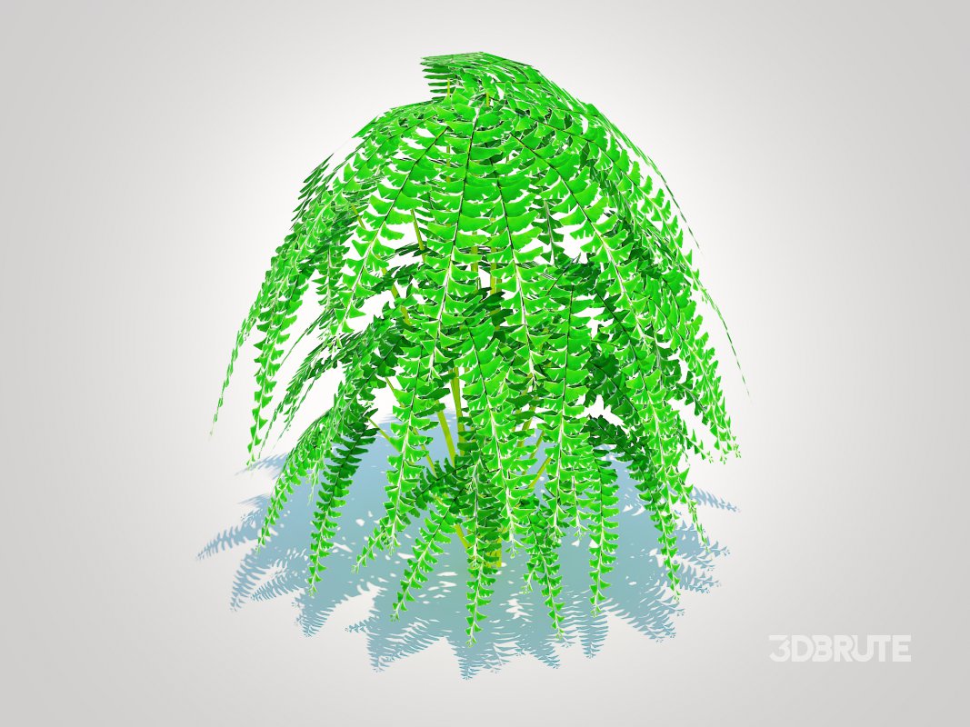 Adiantum pedatum – Maidenhair Fern Image 6