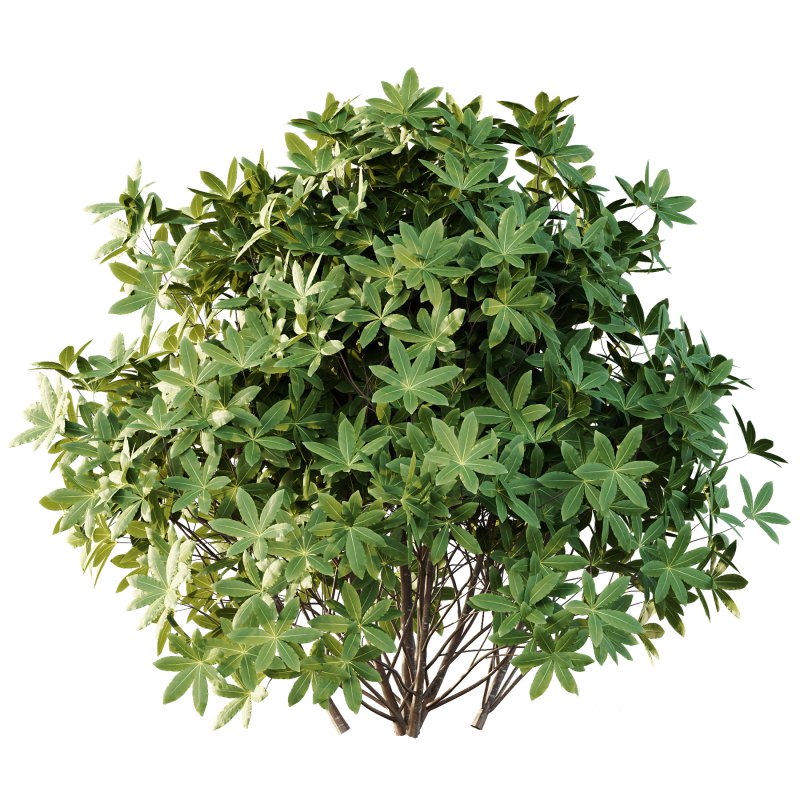 s: Oriental paperbush, mitsumata) is a plant in the family Thymelaeaceae. Image 2