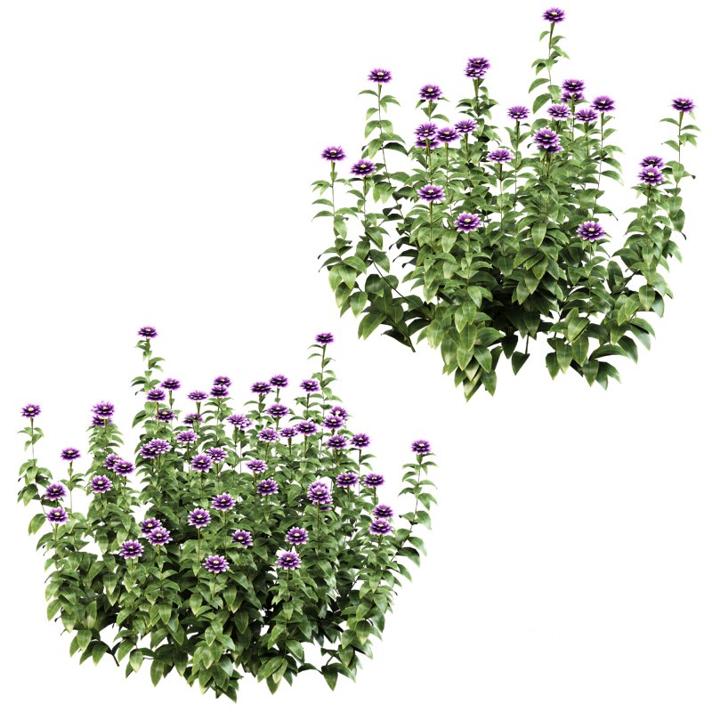 Purple blossom bush Image 6