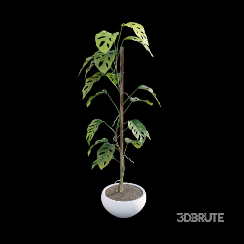 Monstera Adansonii – Swiss Cheese Plant – 02 Image 3