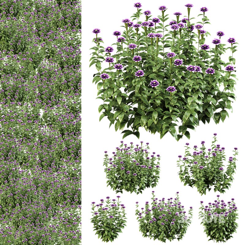 Purple blossom bush Image 8