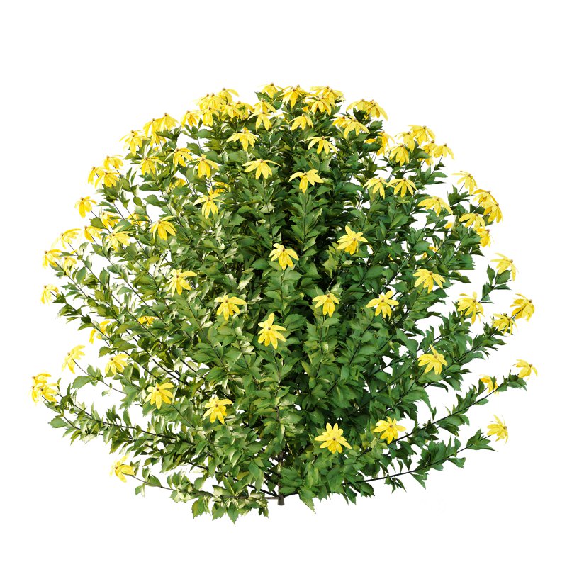 Different bush 03 Image 4