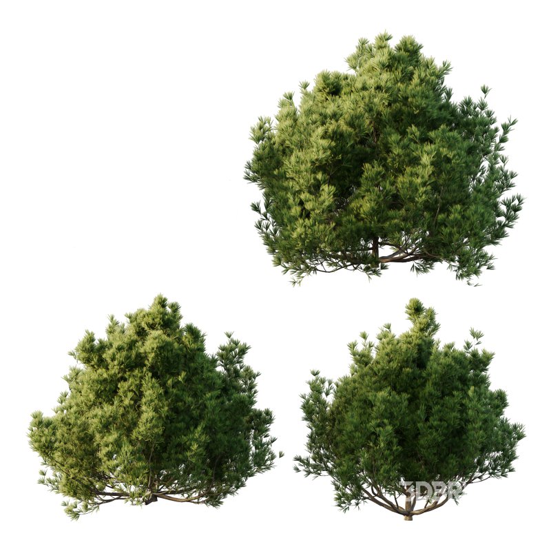 Different bush 01 Image 2