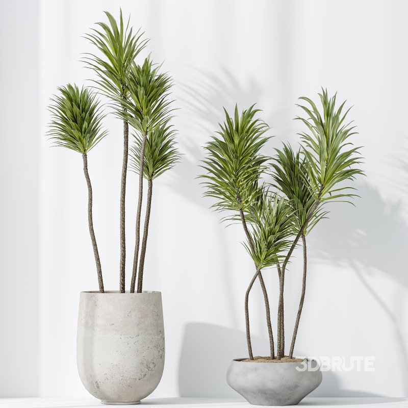 AV Indoor plants set 203 Yucca Aloifolia Rostrata Palm and Olive Eucalyptus and Banana Strelitzia Nicolai and Briful Pachira Aquatica Image 6