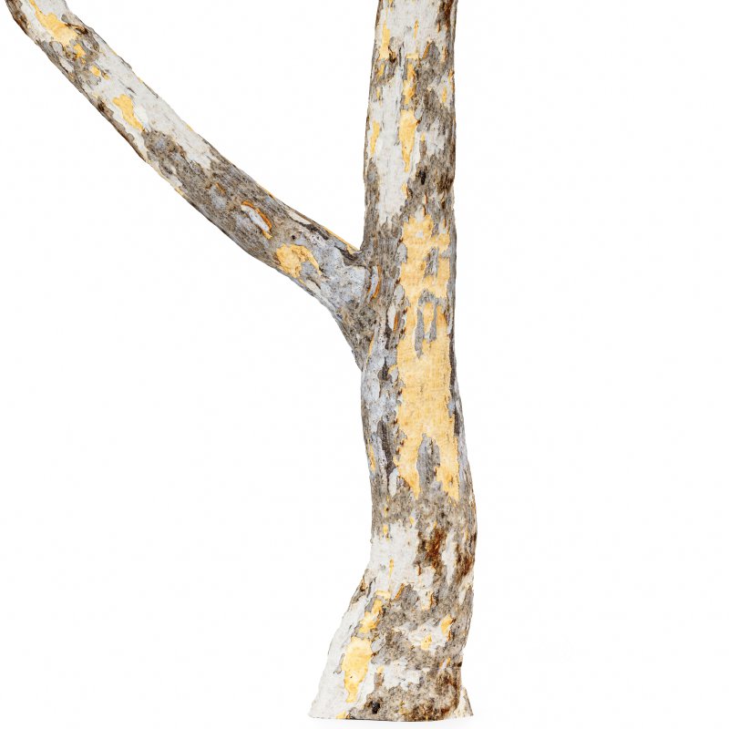 AV Sydney blue gum and Canadian Poplar 3 Trees Image 2