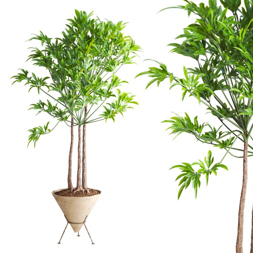 Potted Cone Indoor Plant Philodendron