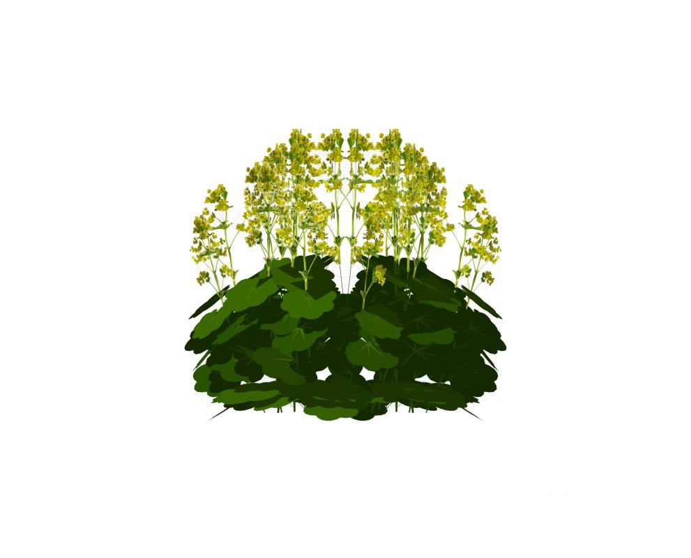 Alchemilla Mollis – Ladies Mantle Image 3