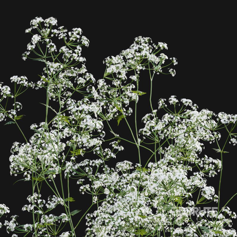 Anthriscus sylvestris – Cow parsley -01 Image 2