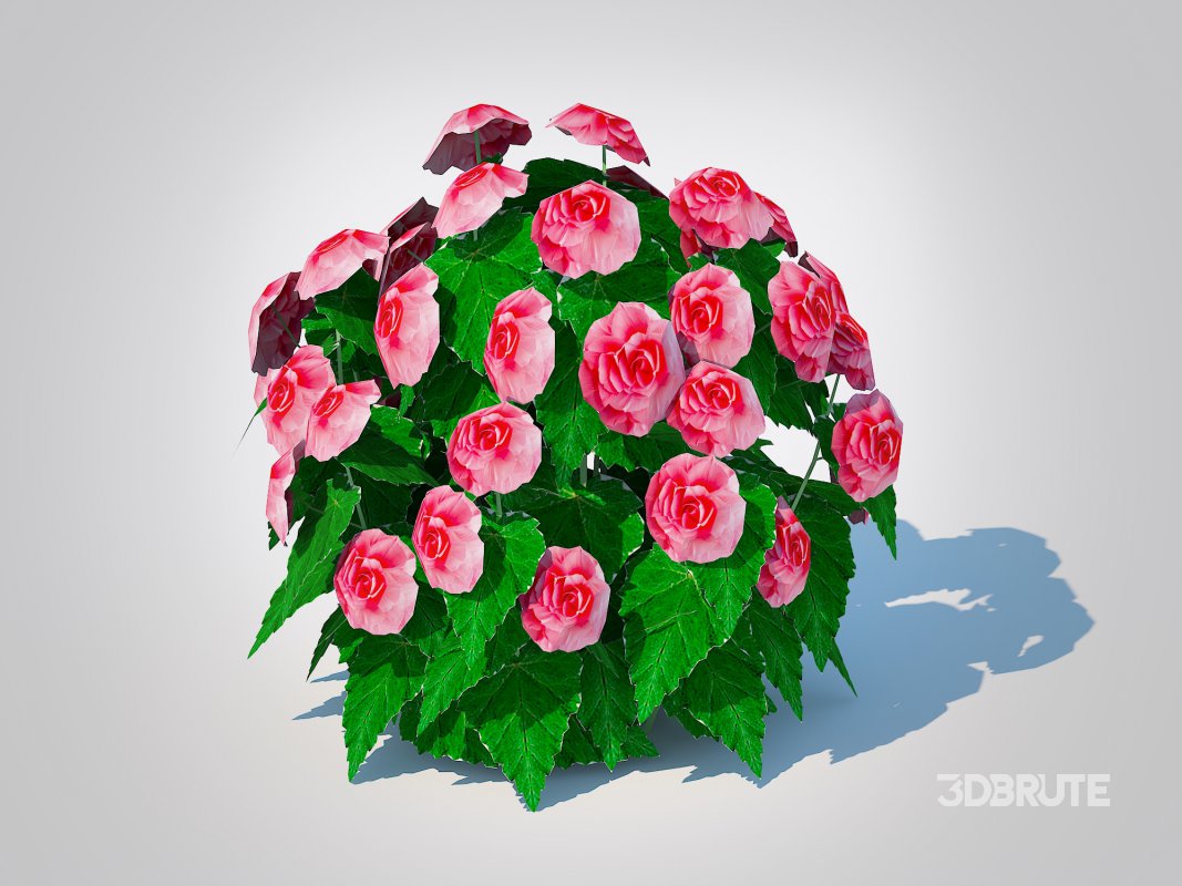 Begonia -Pink Image 1