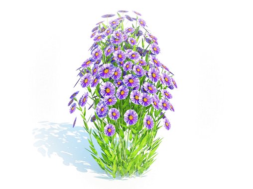Aster novi-belgii – Dawrf Aster – blue