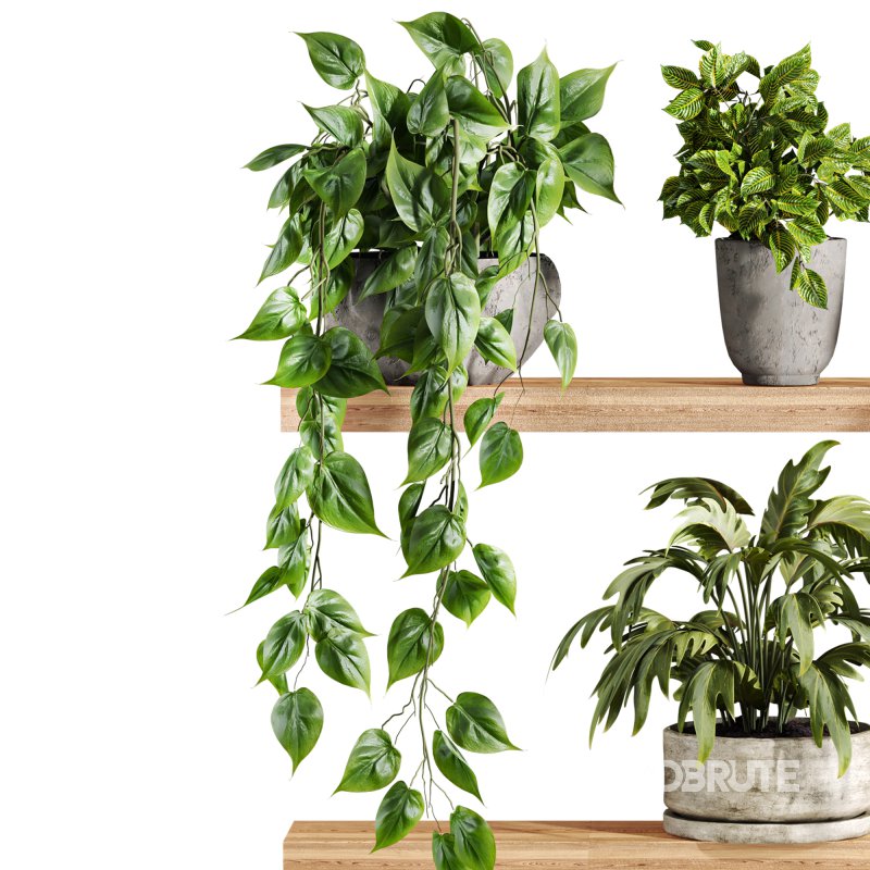 plants set on shelf Image 2