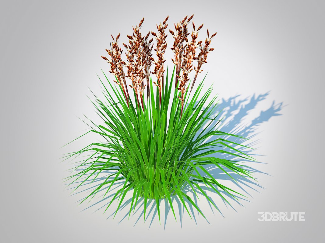 Deschampsia flex – Tatra Gold Wavy Hair Grass Image 5