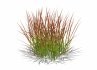 Imperata-Japanese Blood Grass - Thumbnail 5