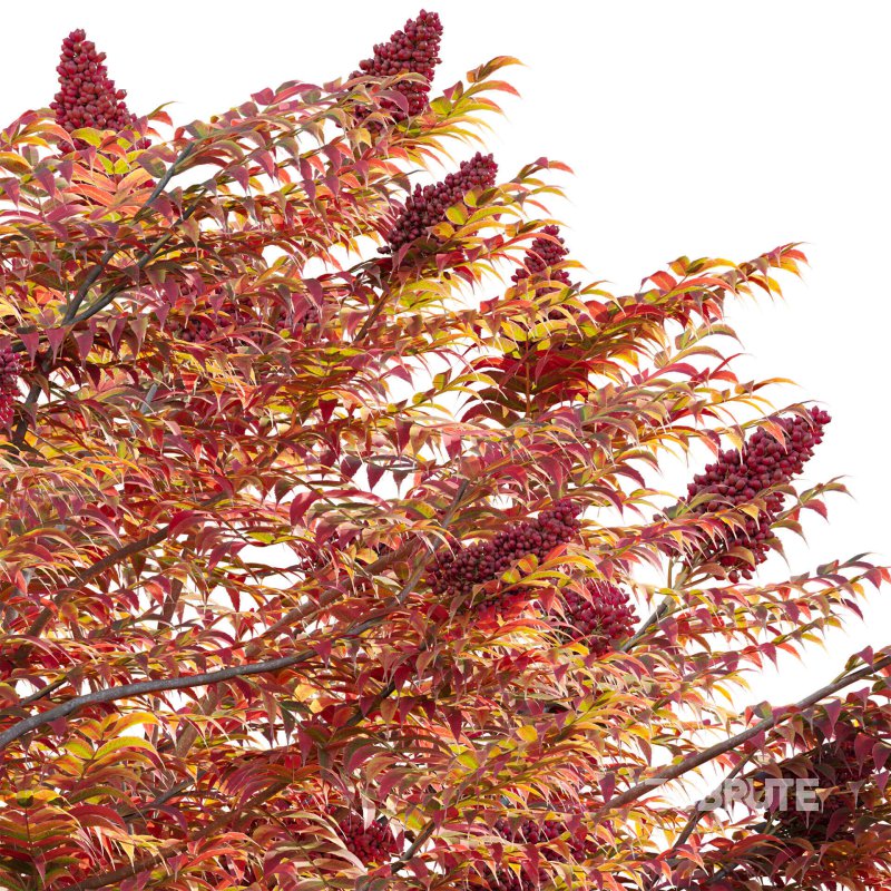 Rhus typhina – Staghorn Sumac 05 Image 3