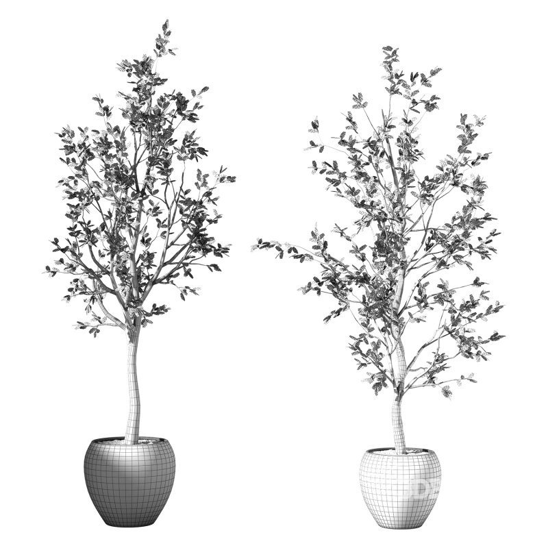 Olive Tree Indoor Plant Set.27 Image 3