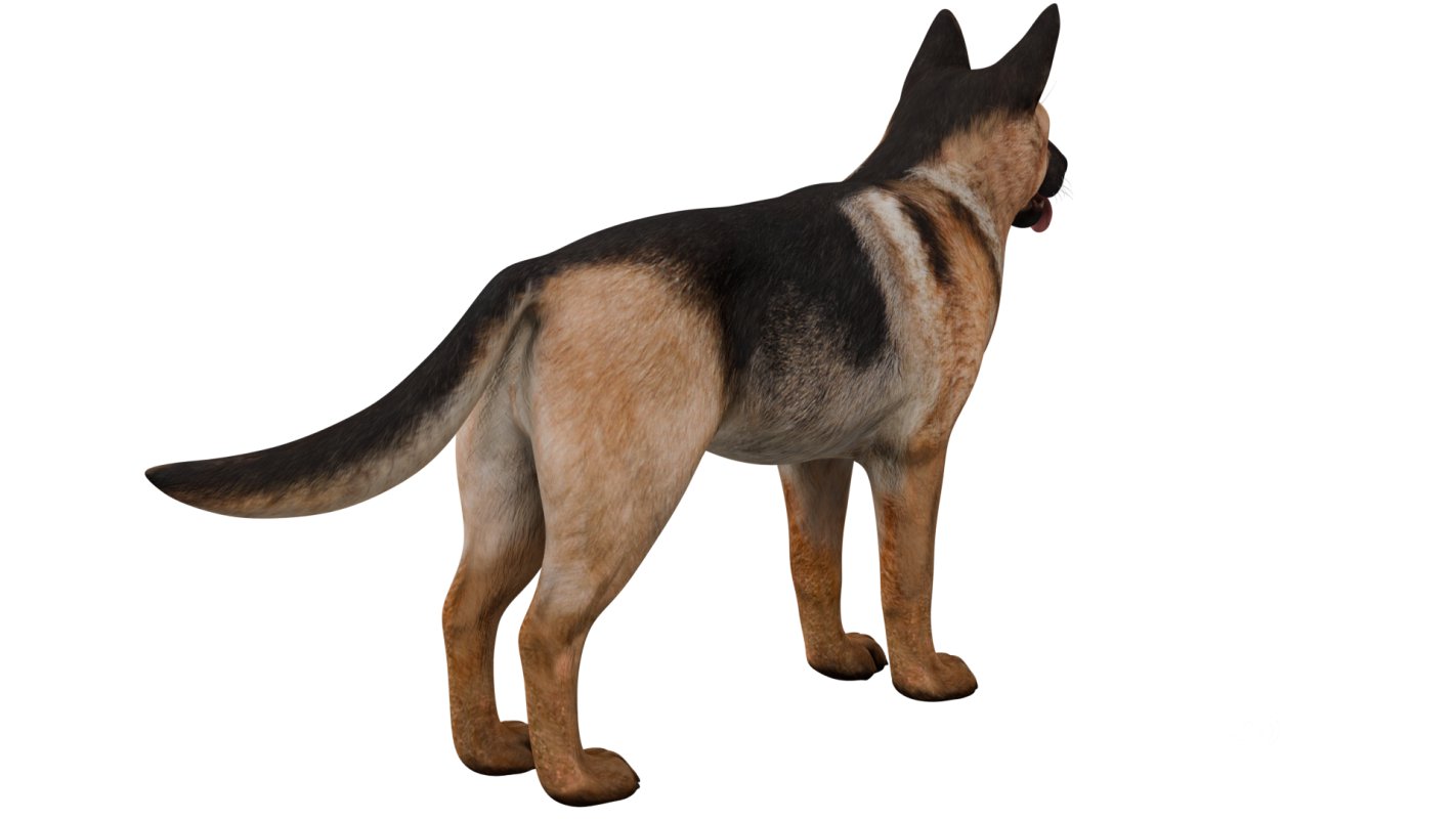 German Shepherd Image 5