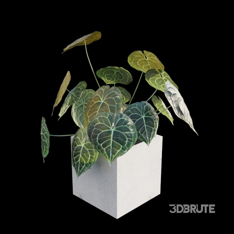 Anthurium clarinervium Image 2