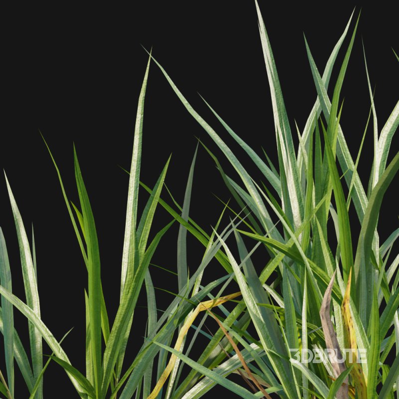 Carex pendula – Pendulous sedge -01 Image 2