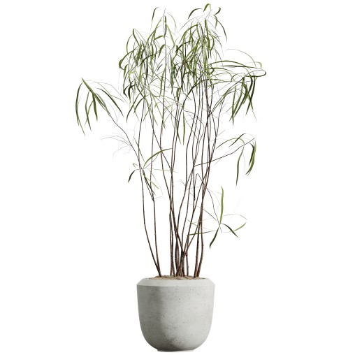AV HousePlants Japandi Decorative Minimalism Ficus Dracaena Marginata24