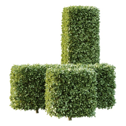 Carpinus Betulus Bush 01