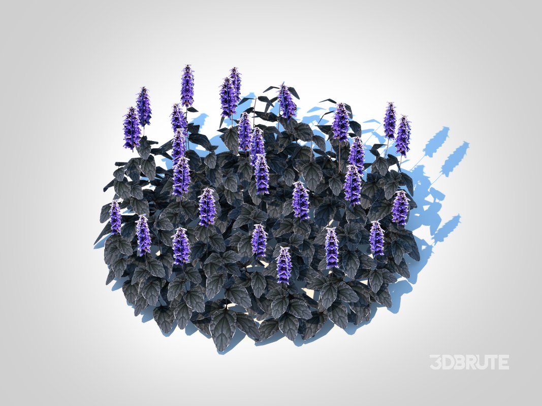 Ajuga ‘Black Scallop’ – Bugleweed Image 3