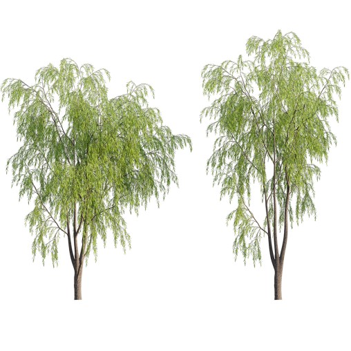 Salix babylonica – Weeping Willow 01