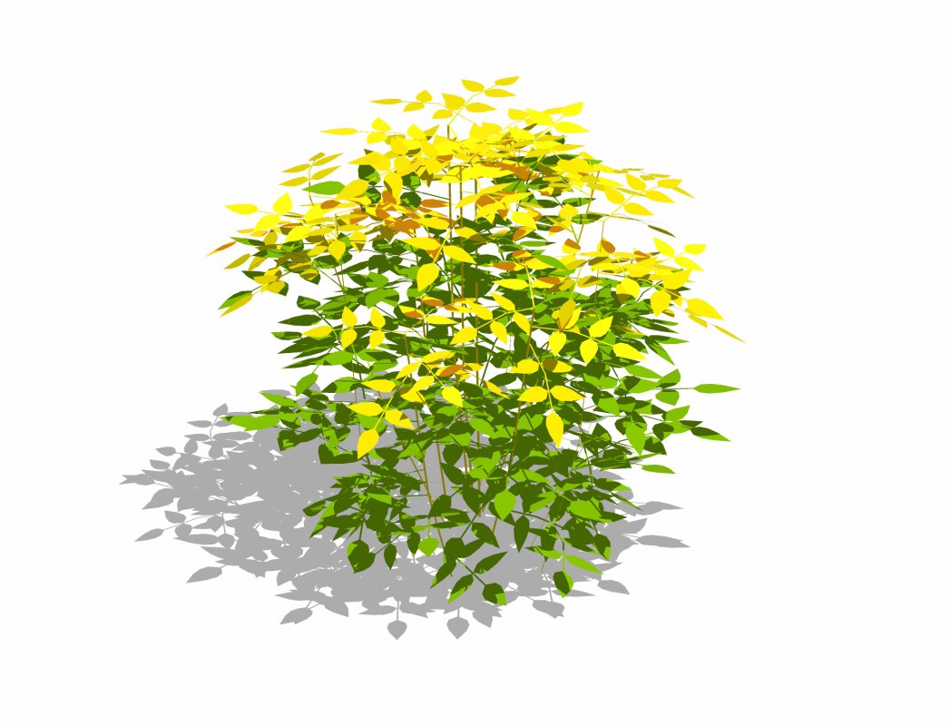 Nandina domestica-heavenly bamboo Image 2