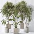AV Indoor plants set 204 Mission Olive and Ficus Cyathistipula and Lemon Lime Cane Dragon and Banana Strelitzia Nicolai - Thumbnail 10
