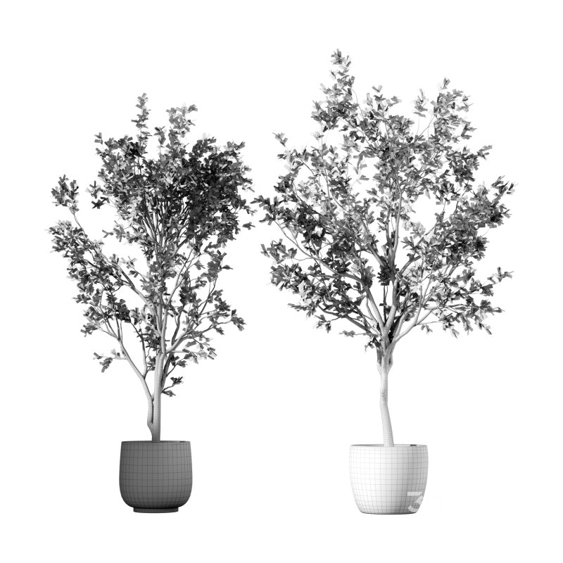 Olive Tree Indoor Plant Set.25 Image 4