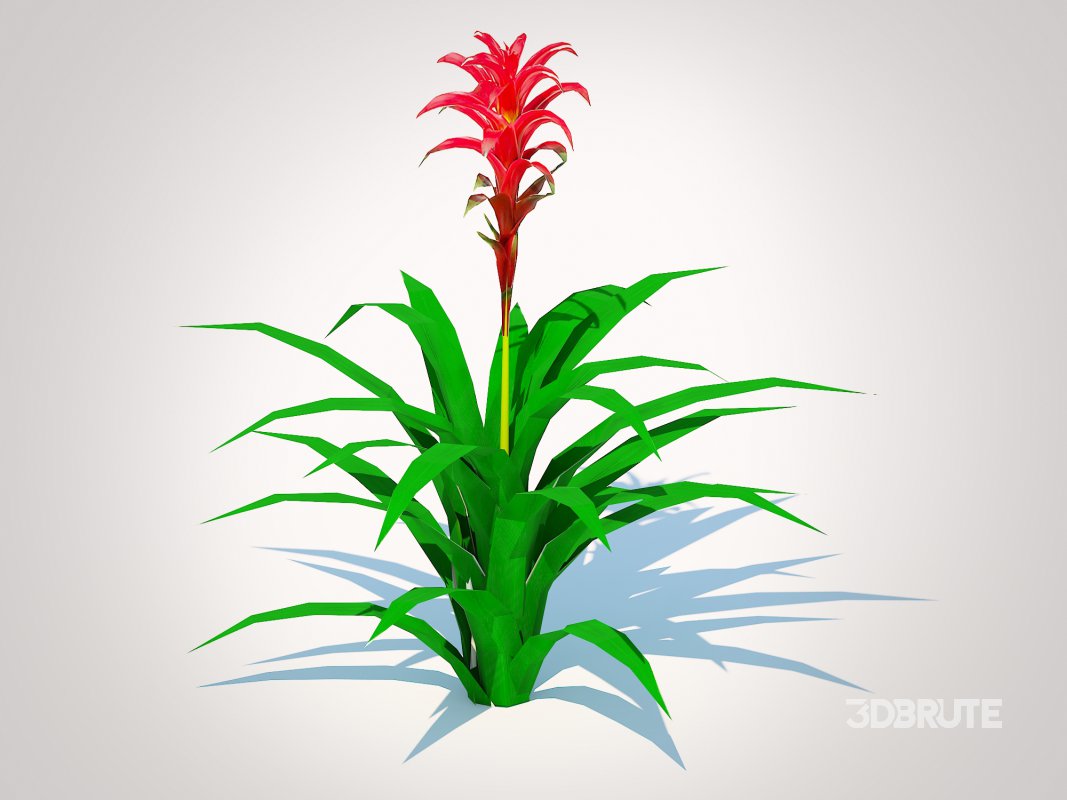 Guzmania – Bromeliad Image 5