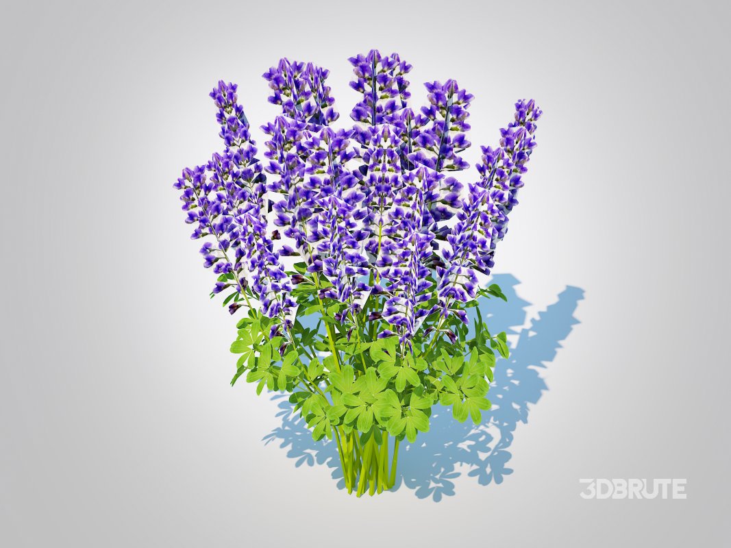 Baptisia australis – False Indigo_Blue Image 1