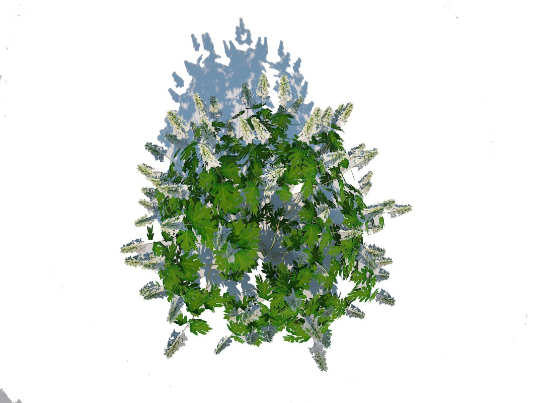 Hydrangea quercifoila-Oakleaf Hydrangea Image 3